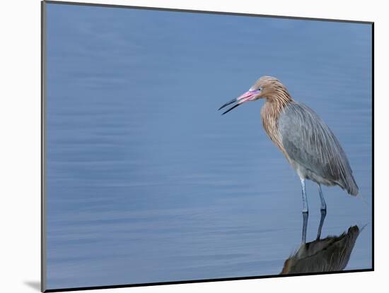 Reddish egret, Merritt Island National Wildlife Refuge, Florida, USA-Maresa Pryor-Mounted Premium Photographic Print