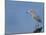 Reddish egret, Merritt Island National Wildlife Refuge, Florida, USA-Maresa Pryor-Mounted Premium Photographic Print