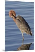 Reddish Egret Rests in the Water-Hal Beral-Mounted Premium Photographic Print