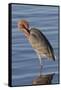 Reddish Egret Rests in the Water-Hal Beral-Framed Stretched Canvas