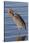 Reddish Egret Rests in the Water-Hal Beral-Stretched Canvas