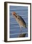 Reddish Egret Rests in the Water-Hal Beral-Framed Photographic Print