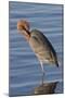 Reddish Egret Rests in the Water-Hal Beral-Mounted Photographic Print