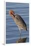 Reddish Egret Rests in the Water-Hal Beral-Framed Photographic Print