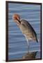 Reddish Egret Rests in the Water-Hal Beral-Framed Photographic Print