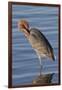 Reddish Egret Rests in the Water-Hal Beral-Framed Photographic Print