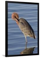 Reddish Egret Rests in the Water-Hal Beral-Framed Photographic Print