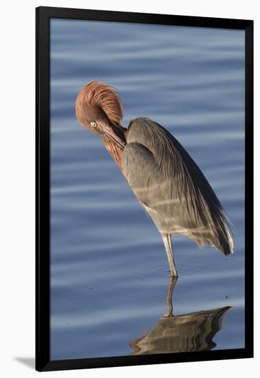 Reddish Egret Rests in the Water-Hal Beral-Framed Photographic Print