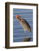 Reddish Egret Rests in the Water-Hal Beral-Framed Photographic Print