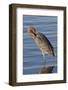 Reddish Egret Rests in the Water-Hal Beral-Framed Photographic Print