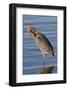 Reddish Egret Rests in the Water-Hal Beral-Framed Photographic Print