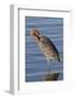 Reddish Egret Rests in the Water-Hal Beral-Framed Photographic Print