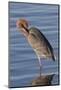 Reddish Egret Rests in the Water-Hal Beral-Mounted Photographic Print