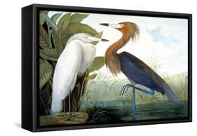 Reddish Egret,-John James Audubon-Framed Stretched Canvas