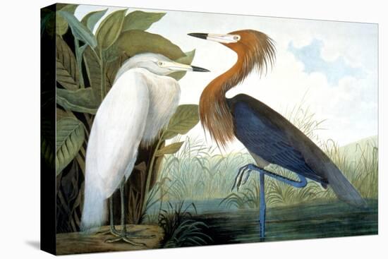 Reddish Egret,-John James Audubon-Stretched Canvas