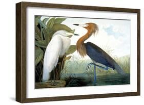 Reddish Egret,-John James Audubon-Framed Giclee Print