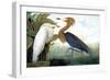 Reddish Egret,-John James Audubon-Framed Giclee Print