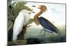 Reddish Egret,-John James Audubon-Mounted Giclee Print