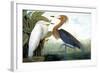 Reddish Egret,-John James Audubon-Framed Giclee Print