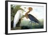 Reddish Egret,-John James Audubon-Framed Giclee Print