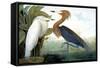 Reddish Egret,-John James Audubon-Framed Stretched Canvas