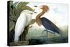 Reddish Egret,-John James Audubon-Stretched Canvas