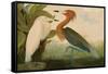 Reddish Egret-John James Audubon-Framed Stretched Canvas