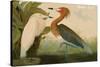 Reddish Egret-John James Audubon-Stretched Canvas