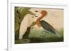 Reddish Egret-John James Audubon-Framed Premium Giclee Print