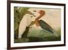 Reddish Egret-John James Audubon-Framed Premium Giclee Print