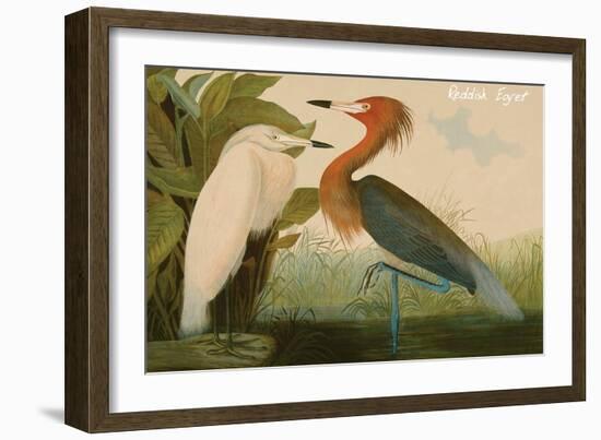 Reddish Egret-John James Audubon-Framed Art Print