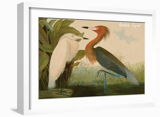 Reddish Egret-John James Audubon-Framed Art Print