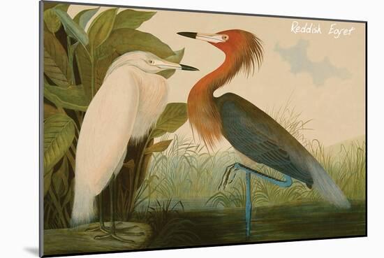 Reddish Egret-John James Audubon-Mounted Art Print