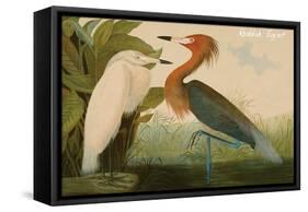 Reddish Egret-John James Audubon-Framed Stretched Canvas