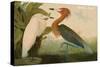 Reddish Egret-John James Audubon-Stretched Canvas