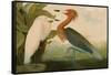 Reddish Egret-John James Audubon-Framed Stretched Canvas