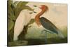 Reddish Egret-John James Audubon-Stretched Canvas