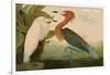 Reddish Egret-John James Audubon-Framed Art Print