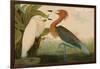 Reddish Egret-John James Audubon-Framed Art Print