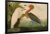 Reddish Egret-John James Audubon-Framed Art Print