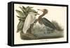 Reddish Egret-John James Audubon-Framed Stretched Canvas