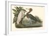 Reddish Egret-John James Audubon-Framed Art Print