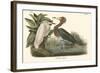 Reddish Egret-John James Audubon-Framed Art Print