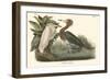 Reddish Egret-John James Audubon-Framed Art Print