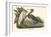 Reddish Egret-John James Audubon-Framed Art Print