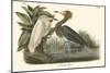 Reddish Egret-John James Audubon-Mounted Art Print