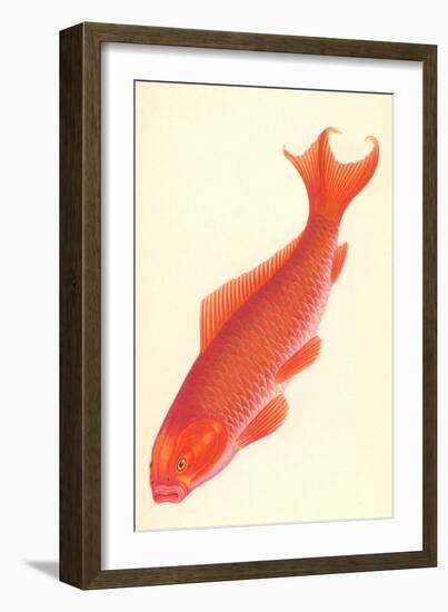 Reddish Orange Koi-null-Framed Art Print