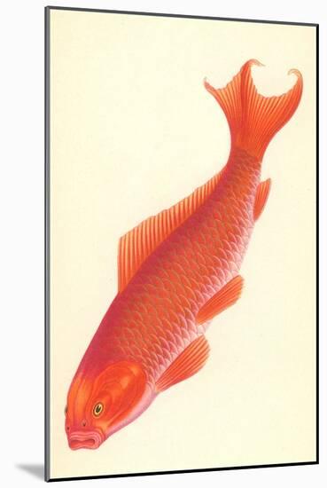 Reddish Orange Koi-null-Mounted Art Print