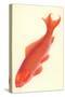 Reddish Orange Koi-null-Stretched Canvas