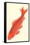 Reddish Orange Koi-null-Framed Stretched Canvas